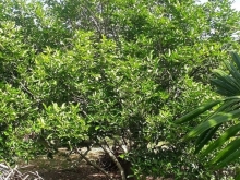 Bán rẻ lô đất xã Đức Phổ với dt: 10 × 50 + 50m thổ cư.