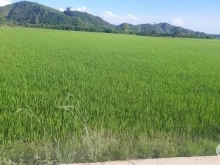 Bán lô đất Diện tích 4.5ha trong đó 3ha đất trồng lúa