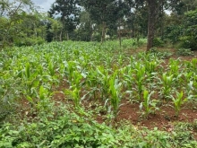 CẦN BÁN LÔ ĐẤT TẠI thị trấn Ea pốk-Cư M'gar