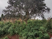 Góc chính chủ cần bán lô đất nền đẹp