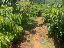 Lô đất cần bán đất vườn có cafd đang thu hoach diện tích rộng