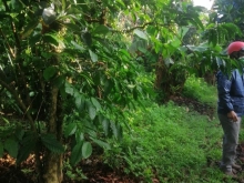 Lô đất cần bán đất vườn trái cây mọi loài