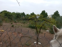 lô đất nhà vườn s 2000m vuông vắn tại trung nghĩa, đồ sơn, hải phòng.