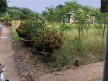 Chủ kẹt tiền cần bán lô góc 3 mặt tiền 5x46m hết thổ