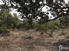 Nhanh còn kịp dt 2,8 mẫu nông nghiệp chỉ 2,9 tỷ bớt Lộc, Tân phúc, Hàm Tân