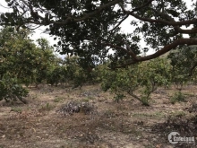 Nhanh còn kịp dt 2,8 mẫu nông nghiệp chỉ 2,9 tỷ bớt Lộc, Tân phúc, Hàm Tân