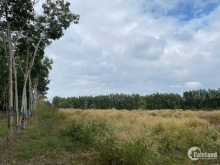 Bán đất cách nút giao cao tốc chỉ 3.8km