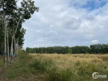 Bán đất cách nút giao cao tốc chỉ 3.8km