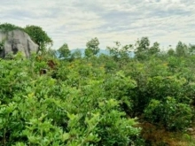 Bán 6,3ha đất nhà vườn trồng nhãn tuyệt đẹp