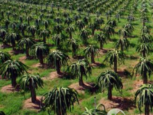 ĐẦU TƯ SINH LỜI SIÊU PHẨM HƠN 7 SÀO ĐẤT MẶT TIỀN ĐƯỜNG, VIEW SUỐI.