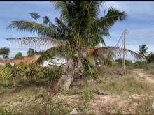 Cần bán nhanh 7sào4 (7400m2) thôn 2 - Xã Hàm Liêm - Huyện Hàm Thuận Bắc