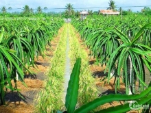 Bán 12,6H đất có 8000 trụ thanh long đang thu hoạch 5tỷ/năm sát đường Hòn Dồ