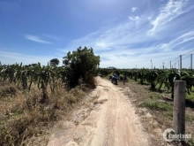 Chuyển nhượng 5 sào Thôn Hiệp Nhơn - xã Tân Thuận