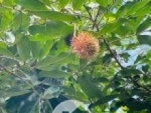 Bán 3000m2 có 900m2 đất ở, đẹp như mơ tại Đà Nẵng