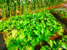 Eden Hill Đà Lạt - đất nền nghỉ dưỡng vùng ven chỉ 2.45 tỷ lô 306m2 thổ cư 250m2