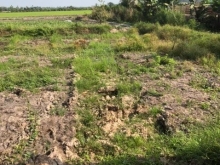 Bán đất ruộng mặt tiền phong hoà lai vung