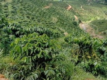 Cần bán đất vường đẹp nước thoải mái quanh năm