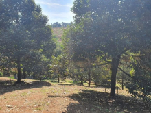 Cần bán nhanh vườn sầu riêng 6302m2 phường Xuân Lập, tp Long Khánh, Đồng Nai.