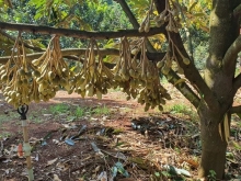 - Mặt tiền đường bê tông 67m, 1 ranh bờ suối,  Wiev cực đẹp, sổ vuông vức.