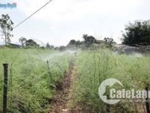 Mộ đức 7,5x24m2 ( 180m có 100m2 đất ở) bán chính chủ ai cần mua liên hệ ngay