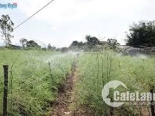 Mộ đức 7,5x24m2 ( 180m có 100m2 đất ở) bán chính chủ ai cần mua liên hệ ngay