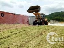 Mộ Đức gần ub xã, gàn trại bò sữa bán lô đất mừng năm mới