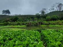 Chính chủ bán siêu phẩm có vườn, ao có thổ cư ngay khu du lịch Mộc Châu