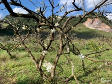 Đất kinh doanh mặt quốc lộ 6, tâm thị trấn Nông Trường Mộc Châu, 1200m2, MT 30m.