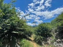 Bán hơn 4000m2 Mộc Châu đón đầu quy hoạch khu đô thị Chiềng Sơn