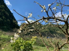 Bán gấp lô đất vùng Mận nổi tiếng Mường Sang, Mộc Châu, 3000m2. LH 0942.365.111