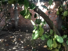 CẦN BÁN NHÀ VƯỜN TẠI PHƯỜNG 6, TP MỸ THO, TIỀN GIANG