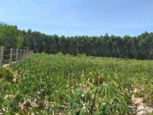 ĐẤT VƯỜN NGHĨA HÀNH QUẢNG NGÃI gần  7400M2 có  400m2 đất ở bán nhanh lẹ