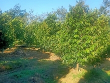 1,5 ha trồng full sầu riêng qua năm cho bói tại huyện Tân Phú