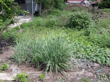 BÁN ĐẤT CHỢ  MỸ ĐÔNG .HUYỆN THÁP MƯỜI  DIỆN TÍCH 4×25 ĐẤT THỔ  100% .