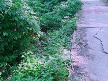 đất thổ 14.5×17 mỹ tây xã mỹ quý tháp mười