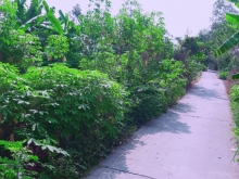 BÁN ĐẤT THỔ CƯ  XÃ MỸ AN.TT MỸ AN  PHÁP MƯỜI