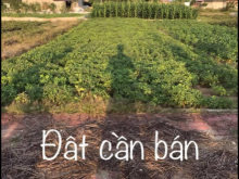 Đất bán tại khu dân cư mới hướng tây nam bắc với diện tích 100m2