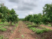 Cần Bán nhanh 65m đất Đông Mai – ô tô vào thoải mái