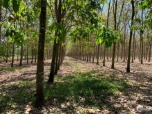 Lô đất rẻ nhất Thôn Ngọc - Lạc Đạo – 67m2 – 850tr