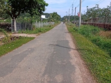 Cần bán 1 xào vườn xoài phượng vỹ đường nhựa