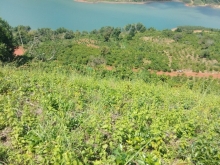 Cần bán gấp 6,2 sào đất Hồ Ngọc, Bảo Lâm