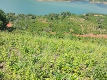 Cần bán gấp 6,2 sào đất Hồ Ngọc, Bảo Lâm