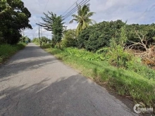 Cần bán gấp do kẹt tiền mùa dịch . Vườn Nhãn Thái