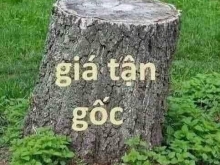 SIÊU PHẨM 2 MẶT TIỀN ĐƯỜNG 908 DT 6 x 46 có 87m² thổ cư còn lại đất CLN