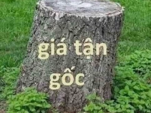 SIÊU PHẨM 2 MẶT TIỀN ĐƯỜNG 908 DT 6 x 46 có 87m² thổ cư còn lại đất CLN