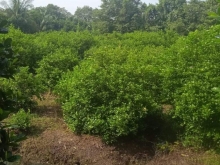 Chính chủ gửi bán 2 công đất trồng chanh tại xã hậu thành cái bè