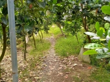 ️Cần bán 4 công đất vườn hiện đang trồng mít ấp An Hiệp xã Đông Hòa Hiệp Cái Bè