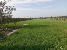 Chính chủ gởi bán 5,8 công đất ruộng, đường đá xanh 1,5m Xã Hậu Mỹ Trinh