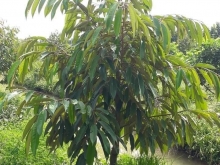 Bán 6công sầu riêng 2năm tuổi MÍT đang cho trái Xã hậu mỹ trinh, cái bè