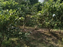 Cần bán đất vườn đất vuông trồng mít với xoài đài loan Tân Thanh Cái Bè